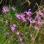  Marc Chouillou - Dianthus hyssopifolius L.