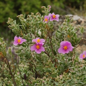 Photographie n°196607 du taxon Cistus albidus L. [1753]