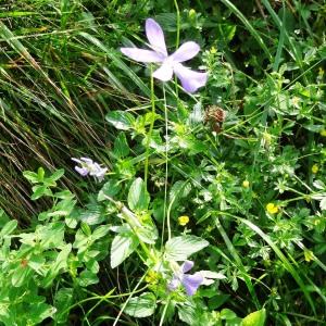 Photographie n°196608 du taxon Viola cornuta L. [1763]