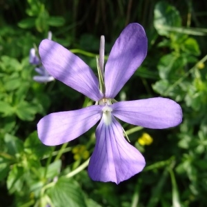 Photographie n°196609 du taxon Viola cornuta L. [1763]