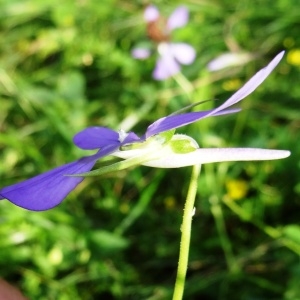 Photographie n°196610 du taxon Viola cornuta L. [1763]