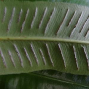  - Asplenium scolopendrium subsp. scolopendrium