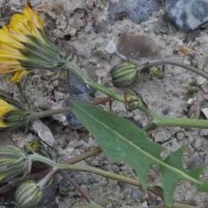  - Crepis taraxacifolia Thuill. [1799]