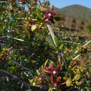 Periploca laevigata subsp. angustifolia (Labill.) Markgr.