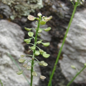 Photographie n°196677 du taxon Teesdalia nudicaulis (L.) R.Br. [1812]