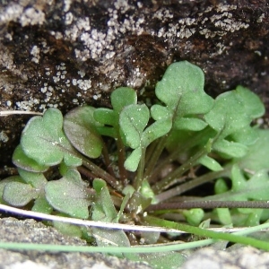 Photographie n°196682 du taxon Teesdalia nudicaulis (L.) R.Br. [1812]