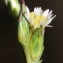  Marie  Portas - Aster squamatus (Spreng.) Hieron.