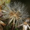  Marie  Portas - Aster squamatus (Spreng.) Hieron.