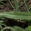  Marie  Portas - Aster squamatus (Spreng.) Hieron.