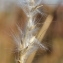  Marie  Portas - Bothriochloa barbinodis (Lag.) Herter [1940]