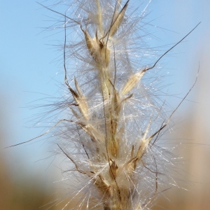 Photographie n°196732 du taxon Bothriochloa barbinodis (Lag.) Herter [1940]