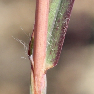 Photographie n°196734 du taxon Bothriochloa barbinodis (Lag.) Herter [1940]