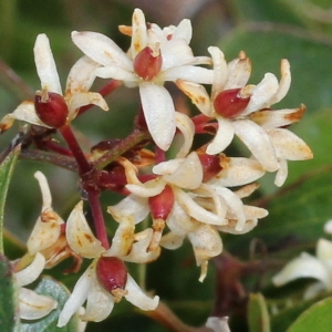 Smilax aspera L. (Salsepareille)