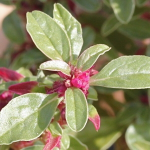 Amaranthus turolensis Sennen (Amarante fausse blette)