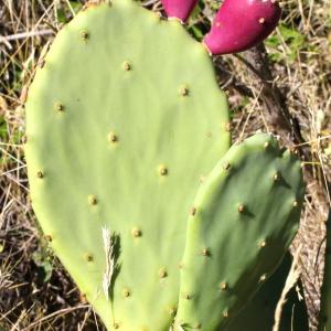 Photographie n°196745 du taxon Opuntia ficus-indica (L.) Mill.