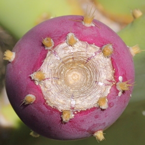 Photographie n°196746 du taxon Opuntia ficus-indica (L.) Mill.