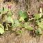  Marie  Portas - Opuntia ficus-indica (L.) Mill.