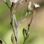  Marie  Portas - Aster squamatus (Spreng.) Hieron. [1900]