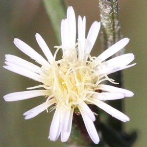 Symphyotrichum subulatum var. squamatum (Spreng.) S.D.Sundb. (Aster écailleux)