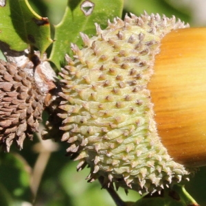 Photographie n°196762 du taxon Quercus coccifera L. [1753]