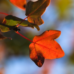 Photographie n°196768 du taxon Acer monspessulanum L.