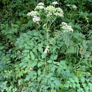 Photographie n°196772 du taxon Angelica sylvestris subsp. sylvestris