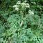  Alain Bigou - Angelica sylvestris subsp. sylvestris