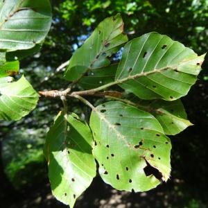 Photographie n°196784 du taxon Fagus sylvatica L. [1753]