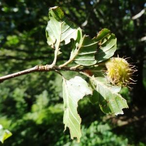 Photographie n°196785 du taxon Fagus sylvatica L. [1753]