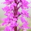  Marie  Portas - Orchis mascula (L.) L. [1755]