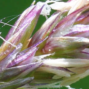  - Sesleria caerulea (L.) Ard. [1763]