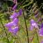  Marie  Portas - Campanula rapunculoides L.