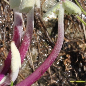 Photographie n°196819 du taxon Cacalia leucophylla Willd.