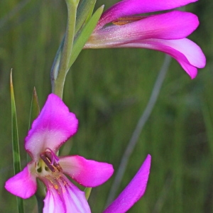Photographie n°196826 du taxon Gladiolus italicus Mill.