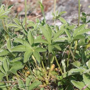 Photographie n°196828 du taxon Potentilla valderia L. [1759]