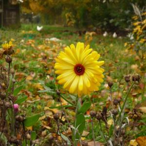 Photographie n°196835 du taxon Calendula L. [1753]