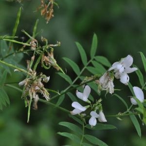 Photographie n°196853 du taxon Galega officinalis L. [1753]