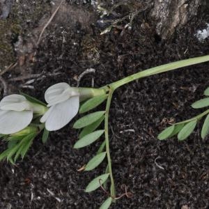  - Galega officinalis L. [1753]