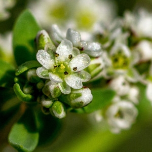 Corrigiola litoralis L. (Corrigiole des grèves)