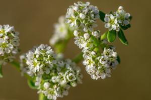 Jean-Jacques Houdré, le 24 octobre 2013 (Landevieille (Lac du Jaunay))