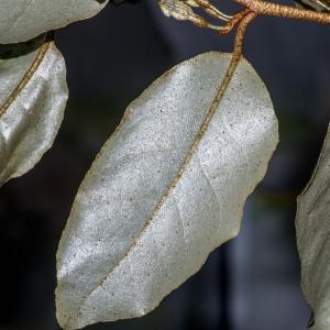 Photographie n°196862 du taxon Elaeagnus x ebbingei Door.