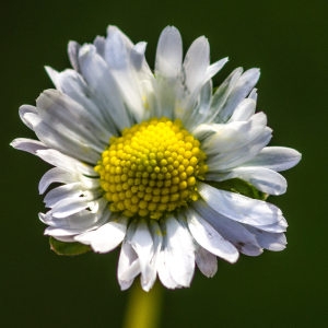 Photographie n°196876 du taxon Bellis perennis L. [1753]