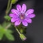  Jean-Jacques Houdré - Geranium pyrenaicum Burm.f.