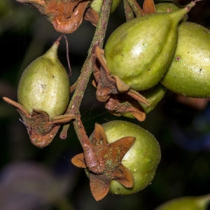 Photographie n°196887 du taxon Paulownia tomentosa (Thunb.) Steud. [1841]