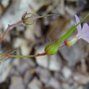 Photographie n°196900 du taxon Geranium robertianum L. [1753]