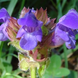 Photographie n°196903 du taxon Prunella grandiflora (L.) Schöller [1775]