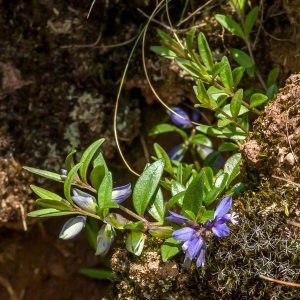 Photographie n°196932 du taxon Polygala alpestris Rchb. [1823]