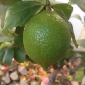 Photographie n°196961 du taxon Citrus limon (L.) Burm.f. [1768]