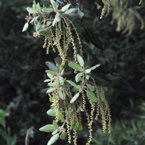 Photographie n°197003 du taxon Quercus ilex L. [1753]