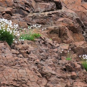  - Armeria soleirolii (Duby) Godr.